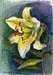 Жёлтая лилия. 2004. Акварель, 42 х 30